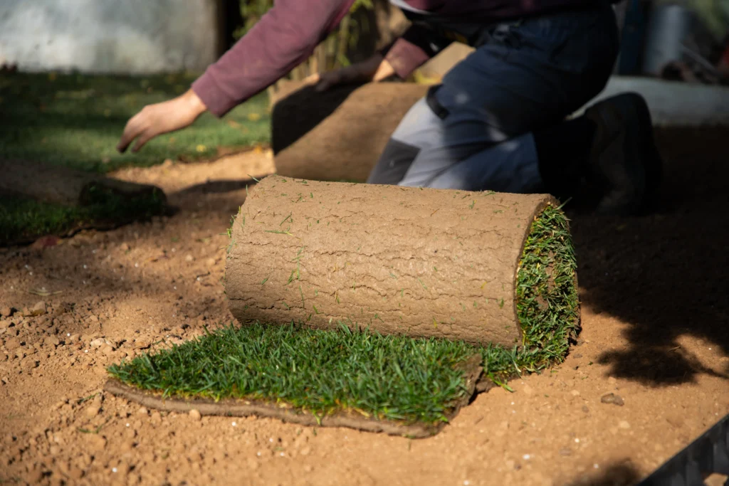 Trawa Shadow – soczysta zieleń w miejscach zacienionych
